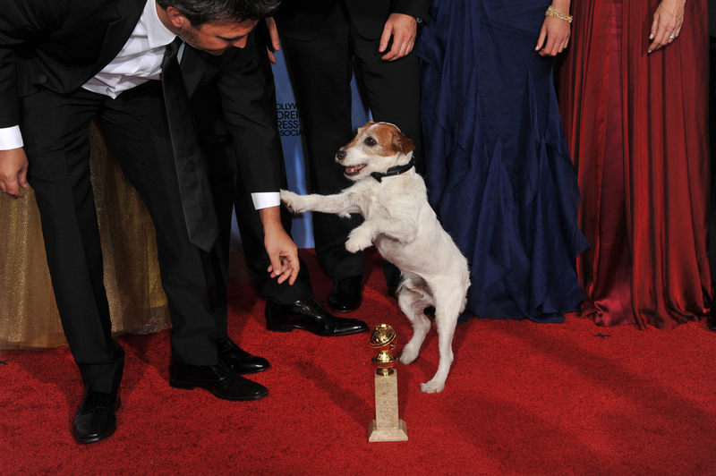 Jack Russell se tornou uma estrela de Hollywood | Shutterstock