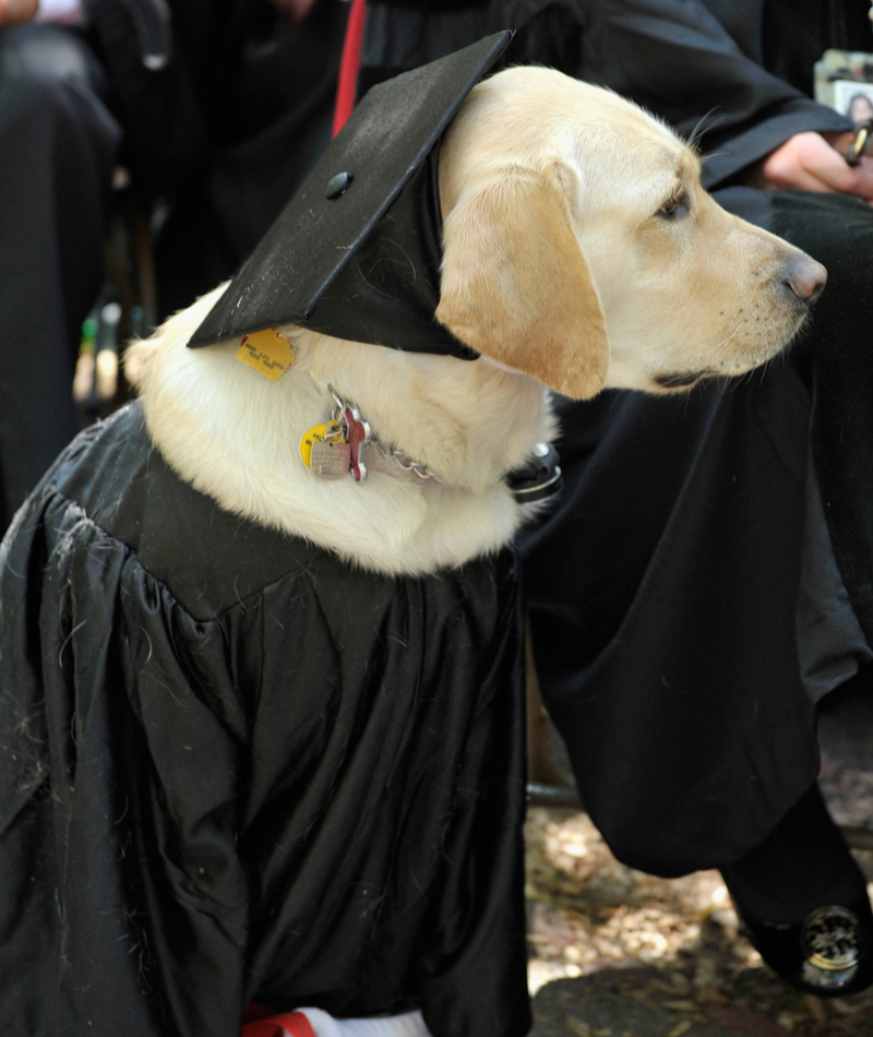 Golden Retriever recebeu um diploma honorário da Universidade Johns Hopkins | Getty Images Photo by Paul Marotta