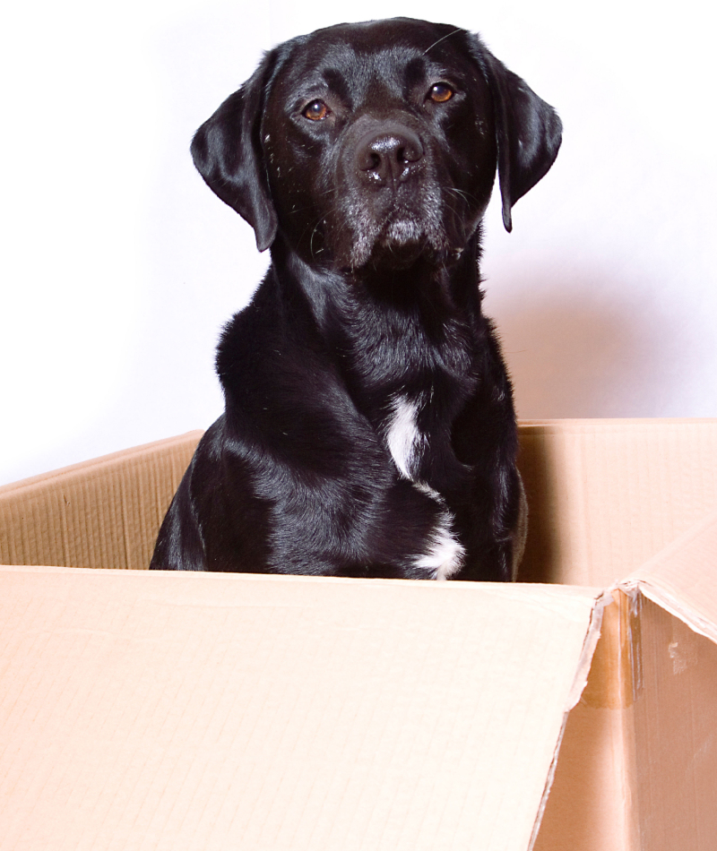 Este Labrador ajuda seu dono com o correio | Alamy Stock Photo 