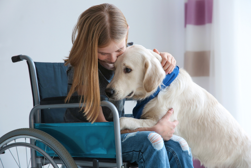 Cães de serviço ajudam pessoas com deficiência | Shutterstock