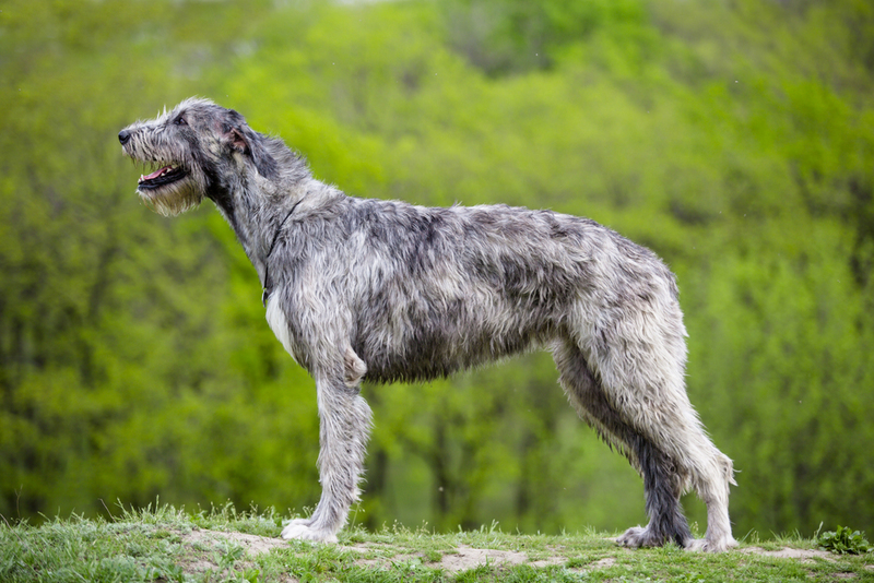 Wolfhound irlandês | Shutterstock