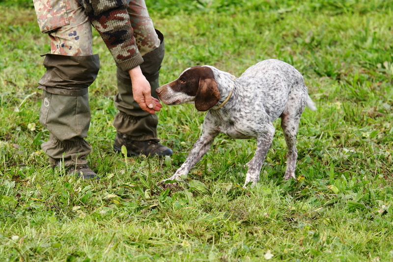 Cães farejadores são treinados para encontrar trufas de R$ 3.000 o quilo | Shutterstock