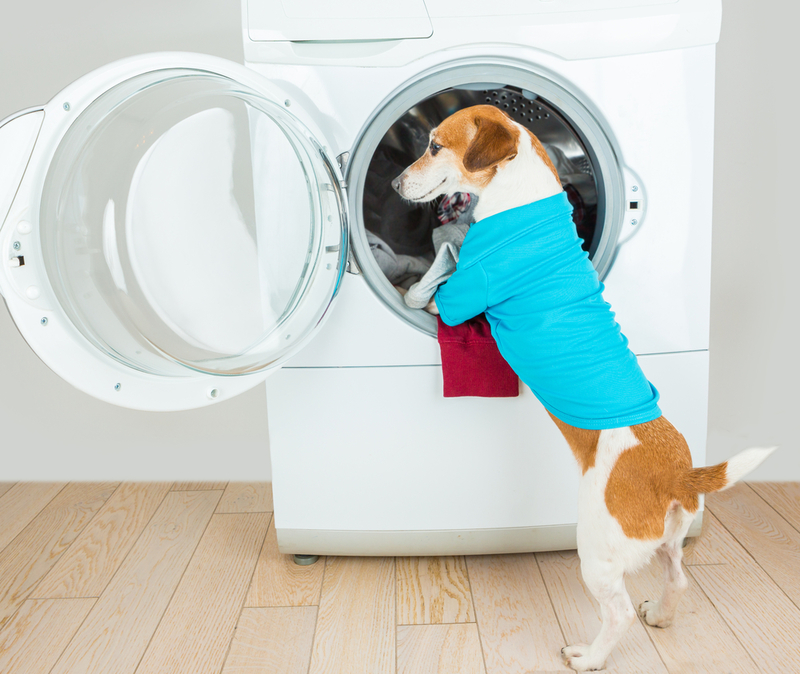 Cachorros que ajudam com a lavanderia | Shutterstock