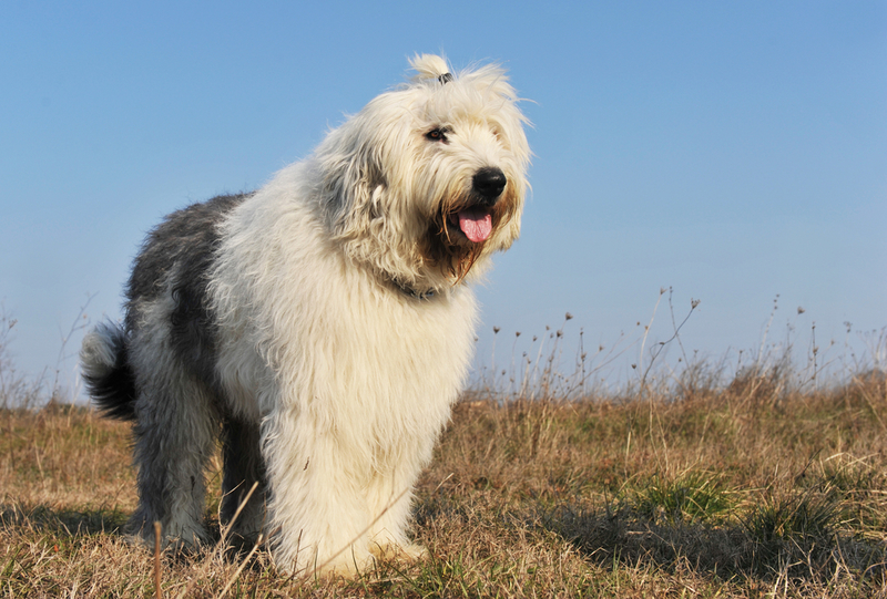 Altenglischer Schäferhund | Shutterstock