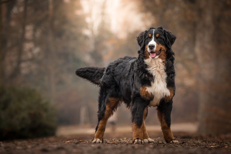 Berner Sennenhund | Shutterstock