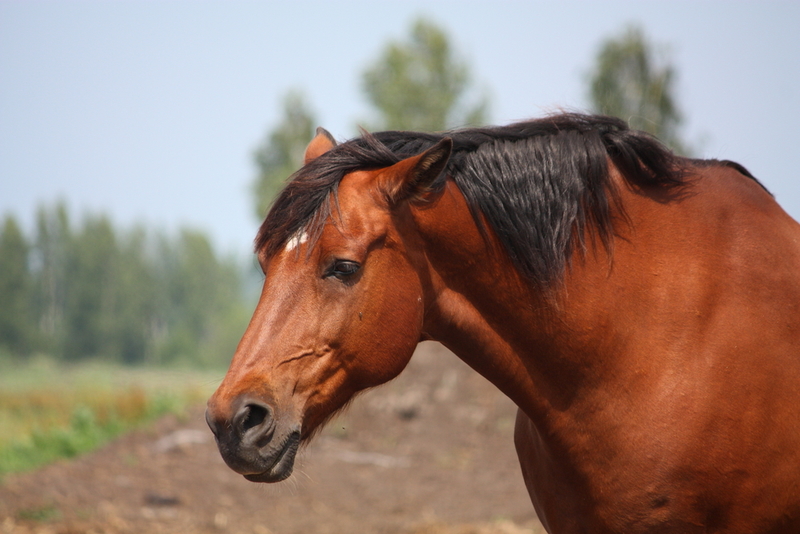 Todos menos el caballo | Shutterstock