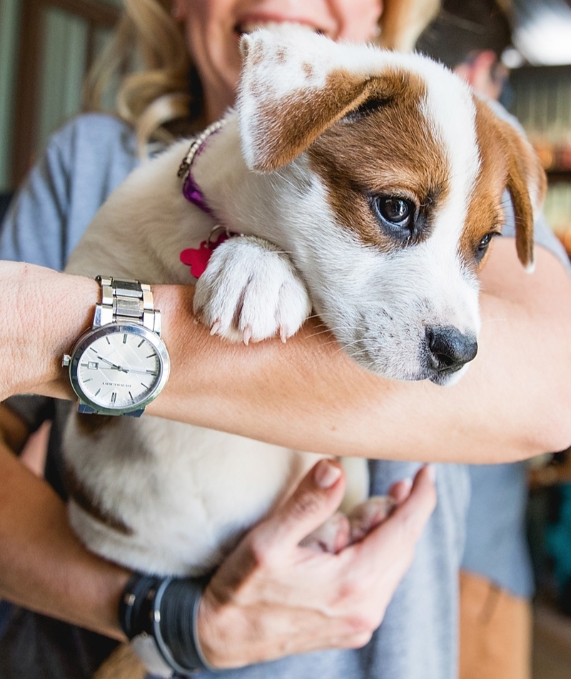 El sueño de un perro adoptado | Getty images Photo by Rick Kern/WireImage