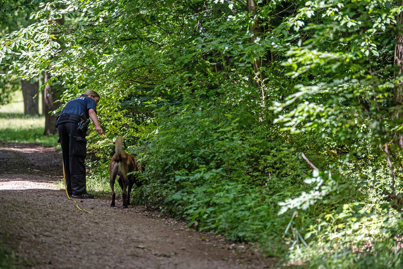 Into the Woods | Alamy Stock Photo