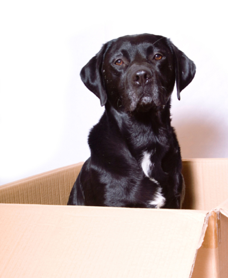 This Labrador Helps His Owner Lick Stamps | Alamy Stock Photo