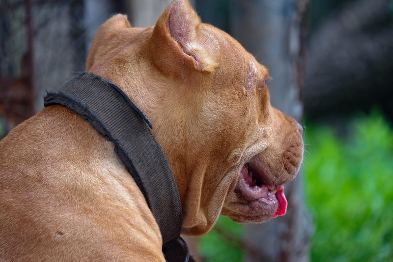 One Word: Puppy | Shutterstock