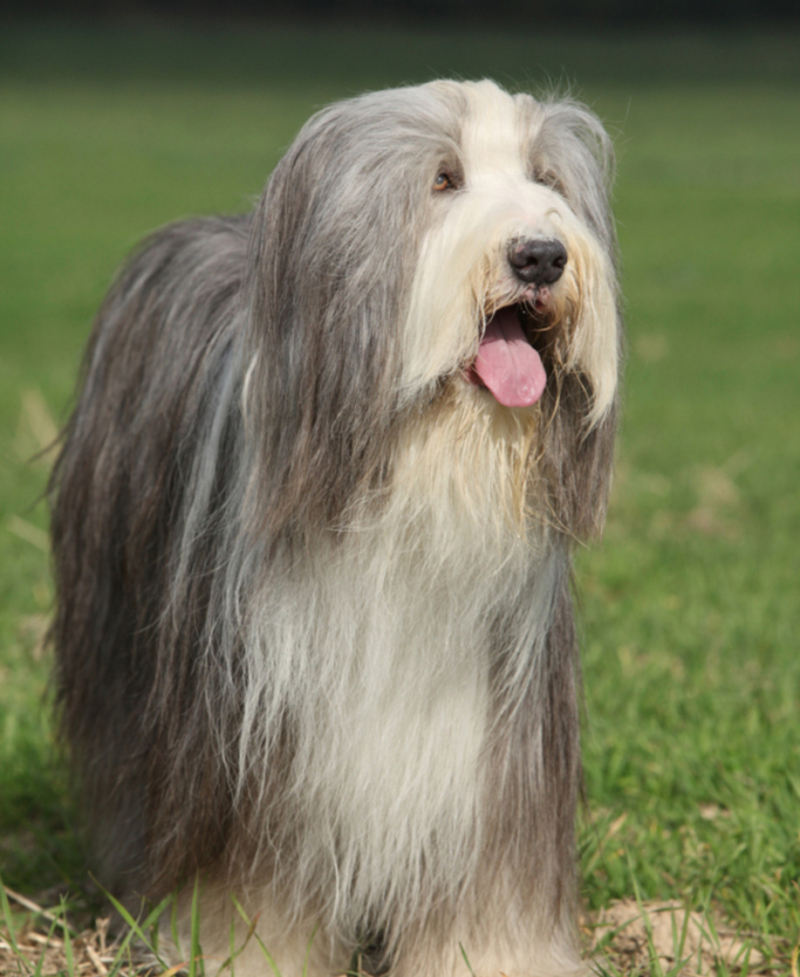 Bearded Collie | Shutterstock