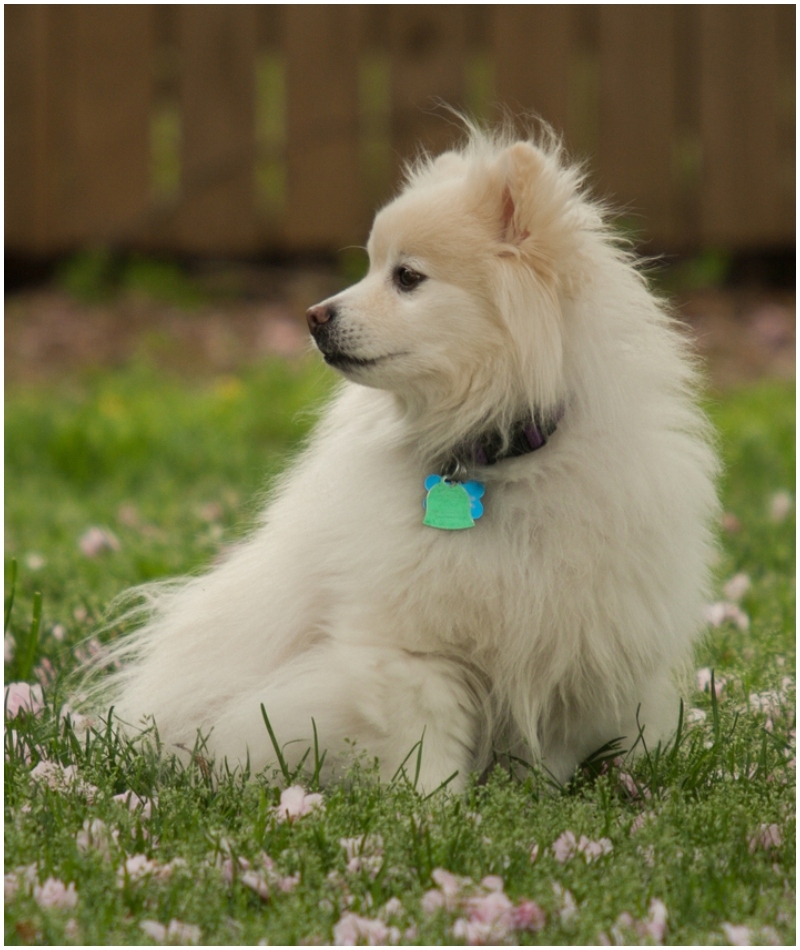 American Eskimo Toy | Shutterstock