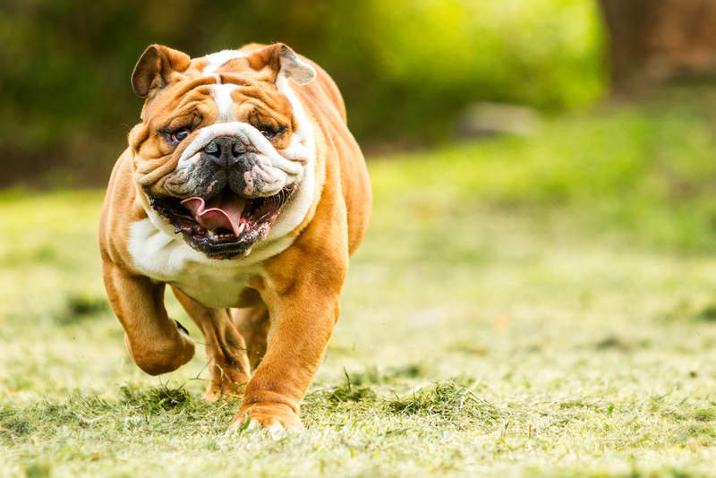 Bulldog inglés | Shutterstock 