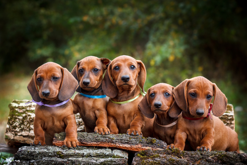 Perro salchica | Shutterstock 