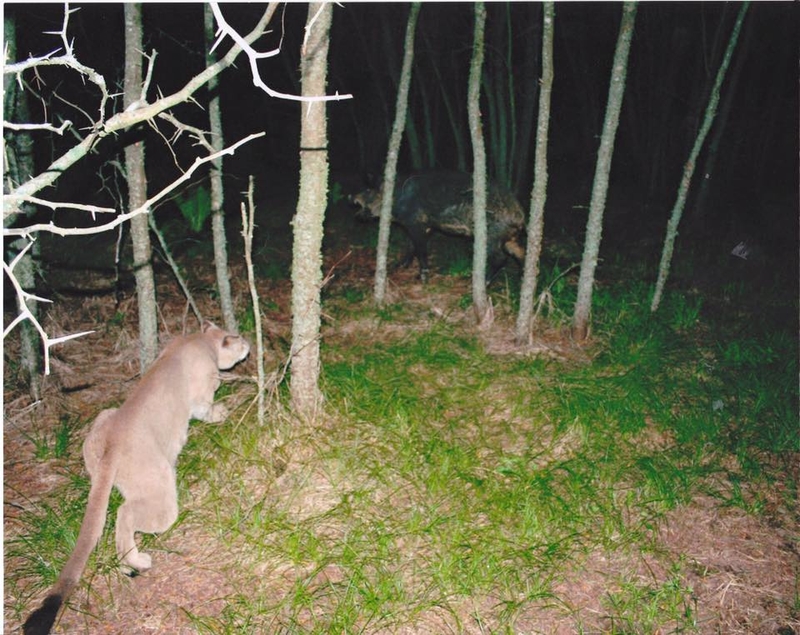 Un puma cazando | Reddit.com/elfmachine100