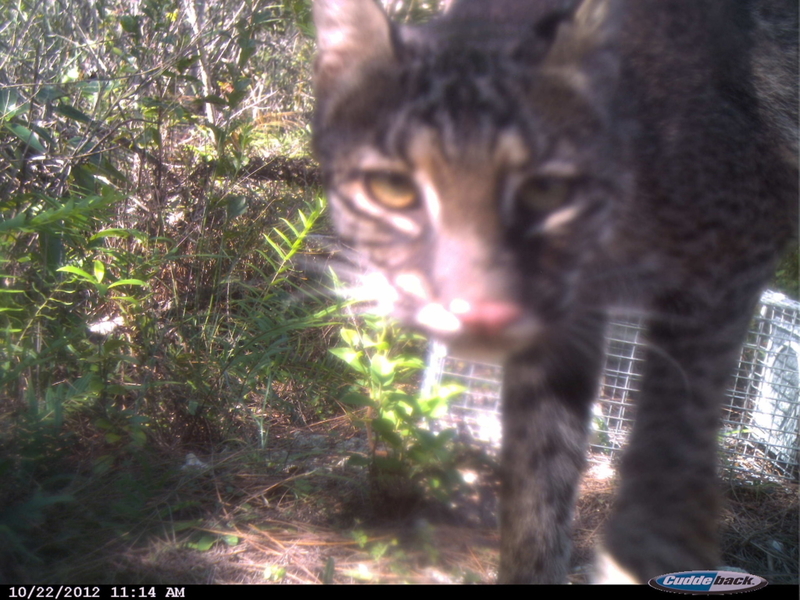 Una cámara para el gato montés | Flickr Photo by Florida Fish and Wildlife