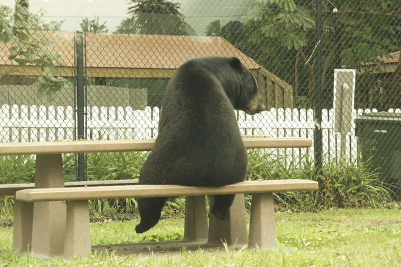 Oso solitario | Imgur.com/Ty0jBnR