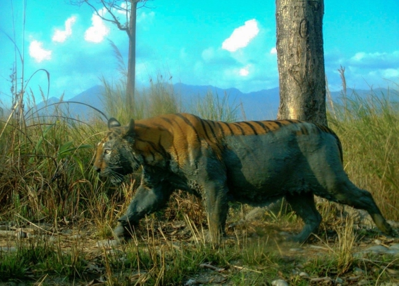 Un tigre retozando en el barro | Reddit.com/posts_desi_pictures