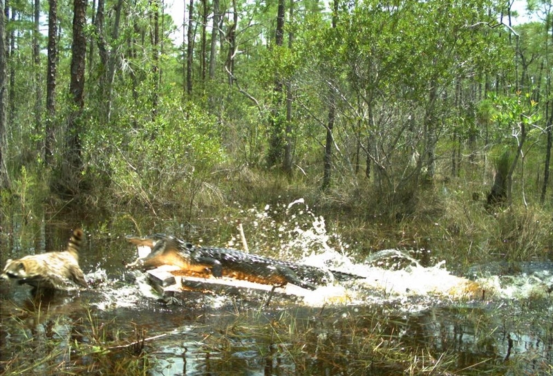 Caimán contra mapache | Flickr Photo by Florida Fish and Wildlife