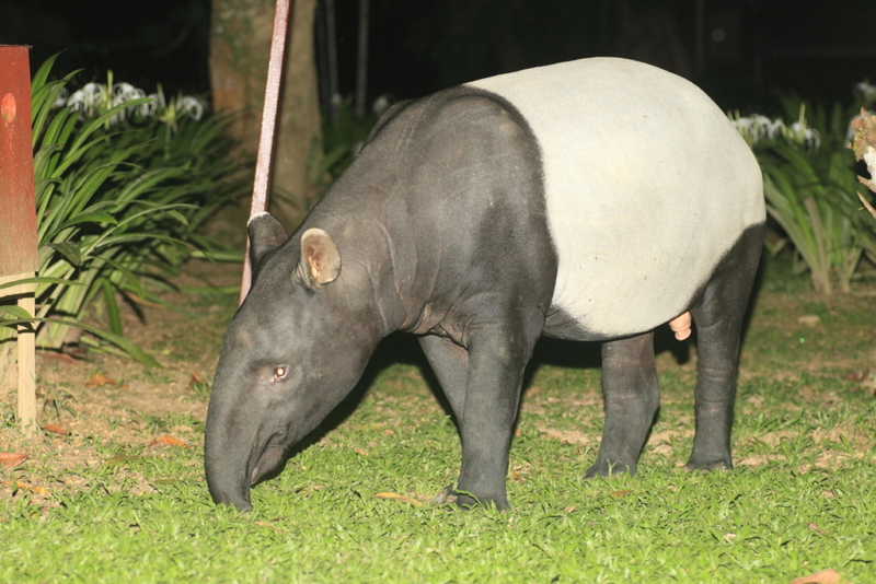 Eh, mira, ¡es un tapir! | Alamy Stock Photo by Nobuo Matsumura