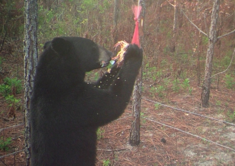 Un oso negro | Flickr Photo by Florida Fish and Wildlife