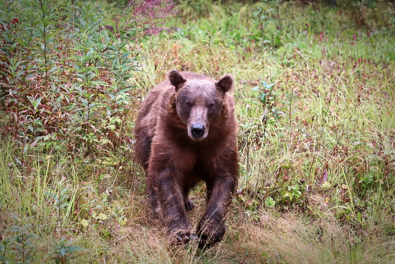 ¡Cuidado! ¡El oso corre HACIA nosotros! | Amelia Martin/Shutterstock