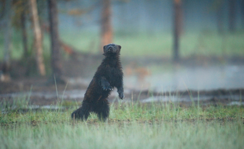 Gulo gulo en pie | Alamy Stock Photo by Nature Picture Library/Wild Wonders of Europe/Widstrand