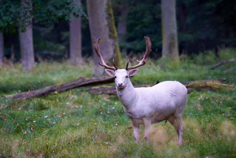 Blanco como la nieve | Alamy Stock Photo by Jan Hoffmann 