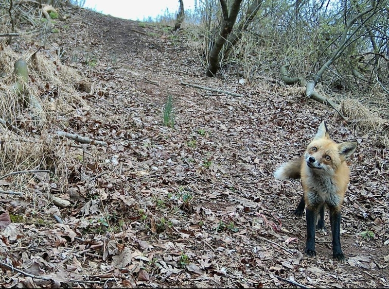 Un zorro curioso | Reddit.com/smeds128