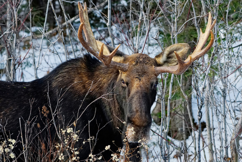 Un alce gigante abriéndose paso | Alamy Stock Photo by Charlinex Wildlife 