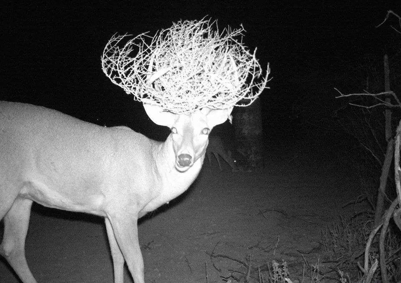 Un ciervo con un sombrero | Imgur.com/multijanus