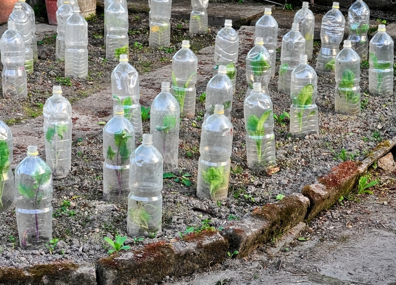 Use Bottles for Homemade Cloches | Shutterstock