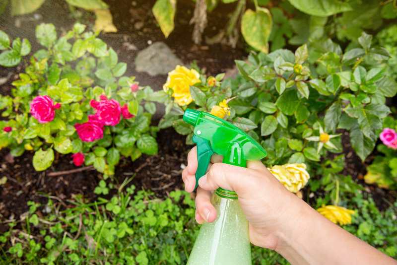 Make an Organic Insect Repellant | Shutterstock