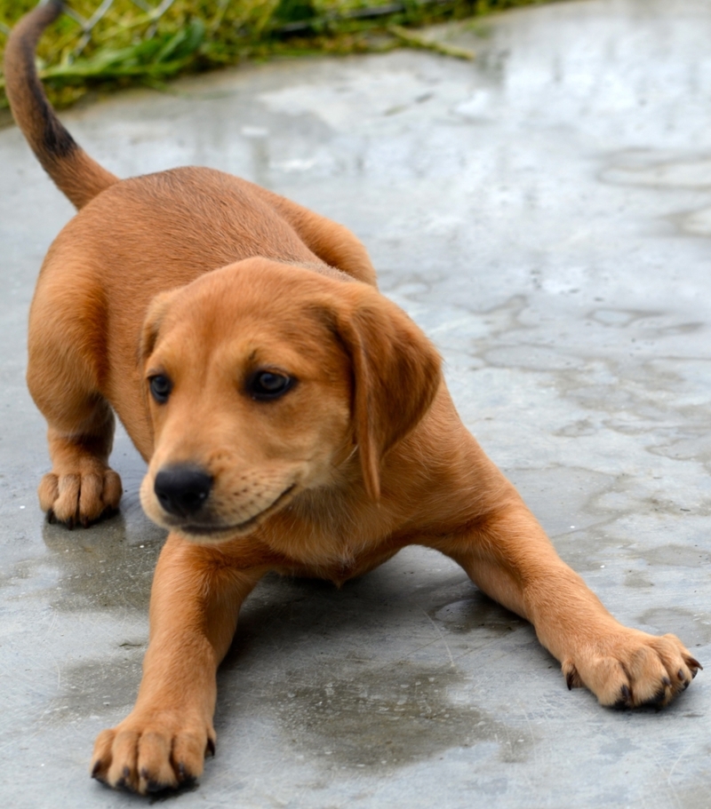 Why Your Puppy Bows | Shutterstock