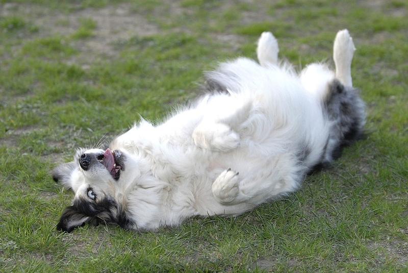 Exposing Their Belly Is a Sign of Respect | Getty Images Photo by BSIP