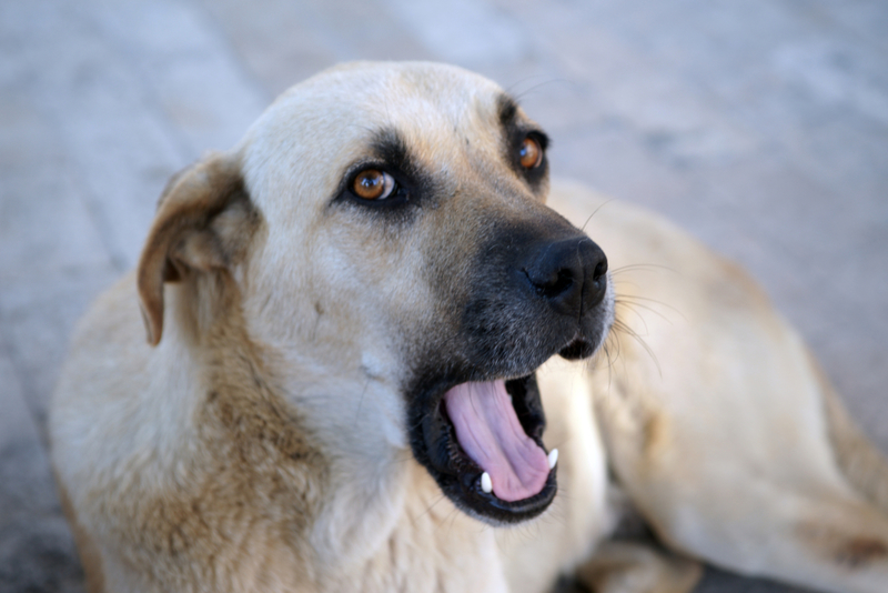 Bad Breath | Getty Images Photo by adomer