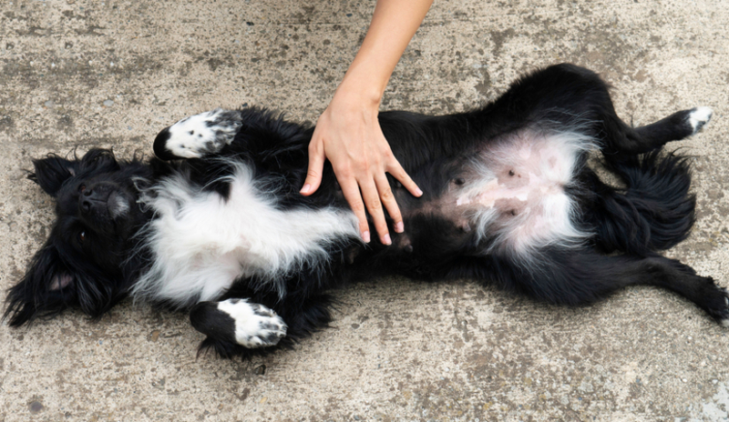 They Show You Their Belly | Shutterstock