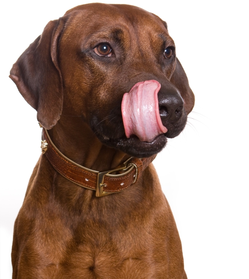 Flipping Their Tongues Up Means They're Sorry | Shutterstock