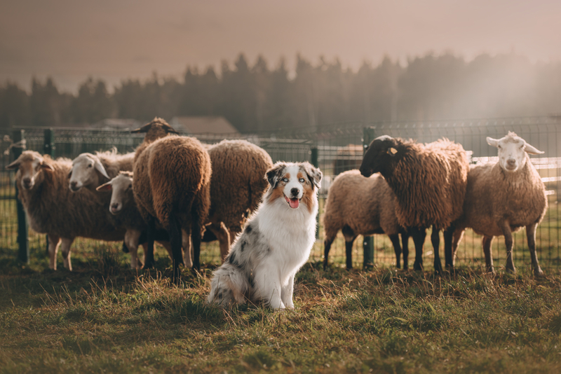 Herd Instincts | Shutterstock