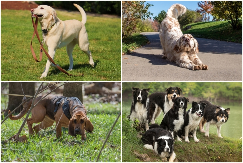 An Intro To Dog Behavior | Shutterstock