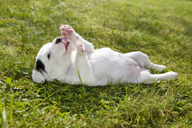 Licking Themselves | Getty Images Photo by Andia