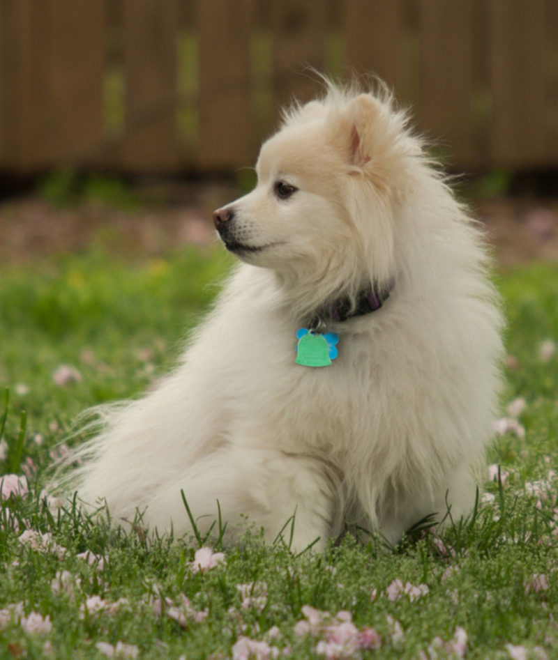 American Eskimo Dog | Rachel Weintraub/Shutterstock