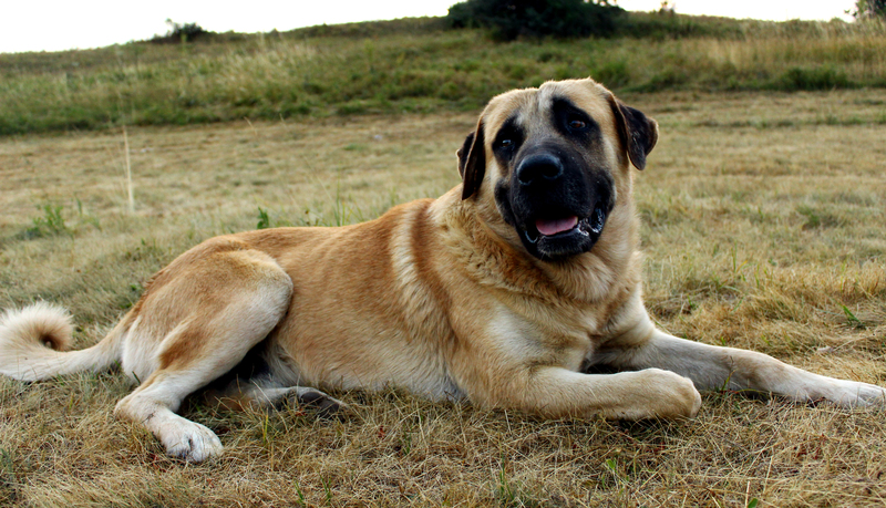 Kangal-Hirtenhund | Shutterstock