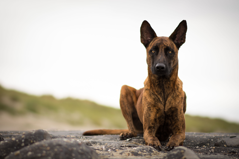 Holländischer Schäferhund | Shutterstock