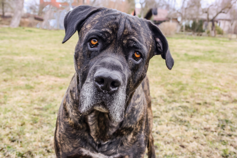 Cane Corso | Alamy Stock Photo