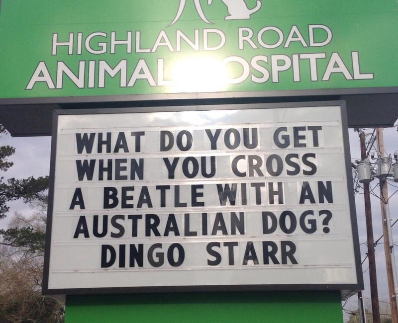 We’re Not Sure About Dingo Starr | Facebook/@HighlandRoadAnimalHospital