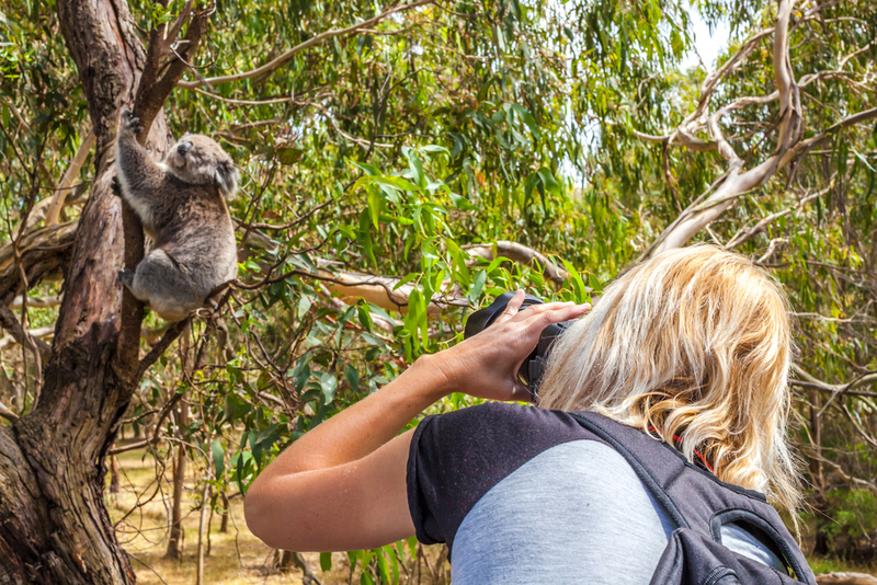 Você chama Coala de Urso Coala | Shutterstock Photo by Benny Marty