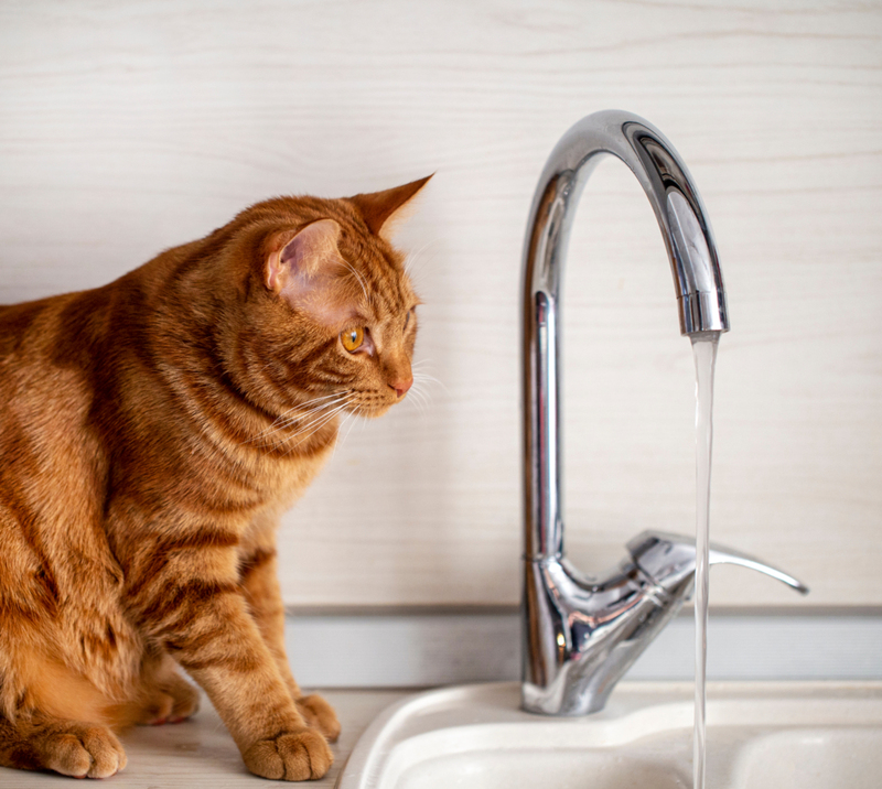 Gatos são inimigos da dengue | Shutterstock Photo by NadyGinzburg