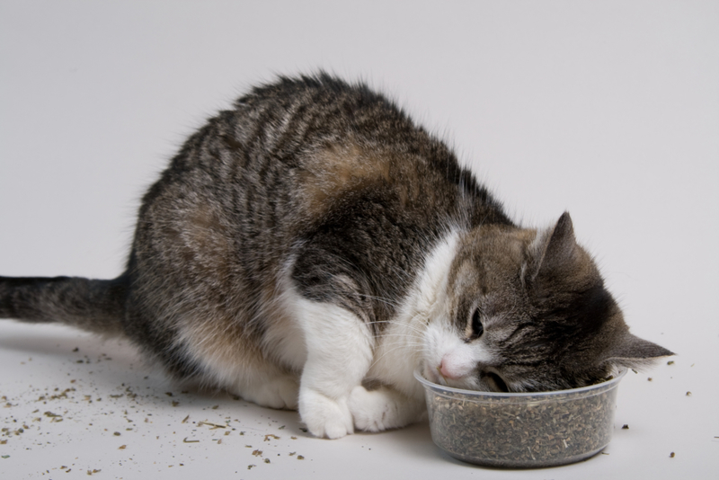 Loucos por catnip | Getty Images Photo by Travis Lawton