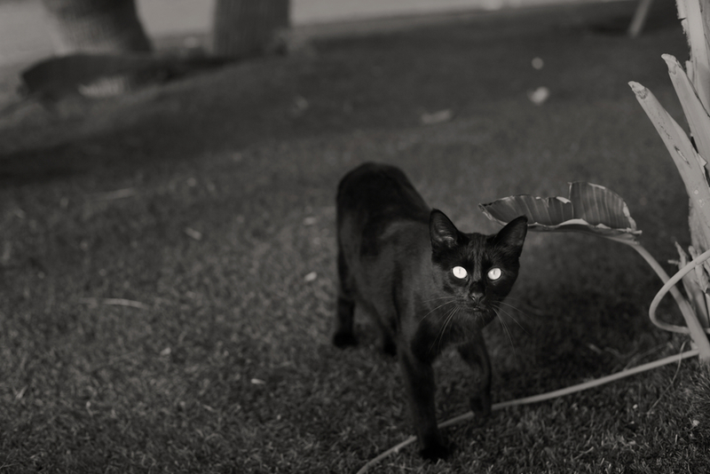 Bom gatinho | Stuart Hamilton/Shutterstock